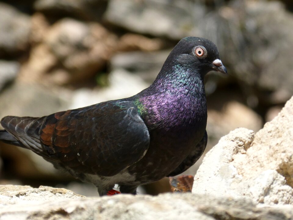 Vol catalan colom race pigeon racing