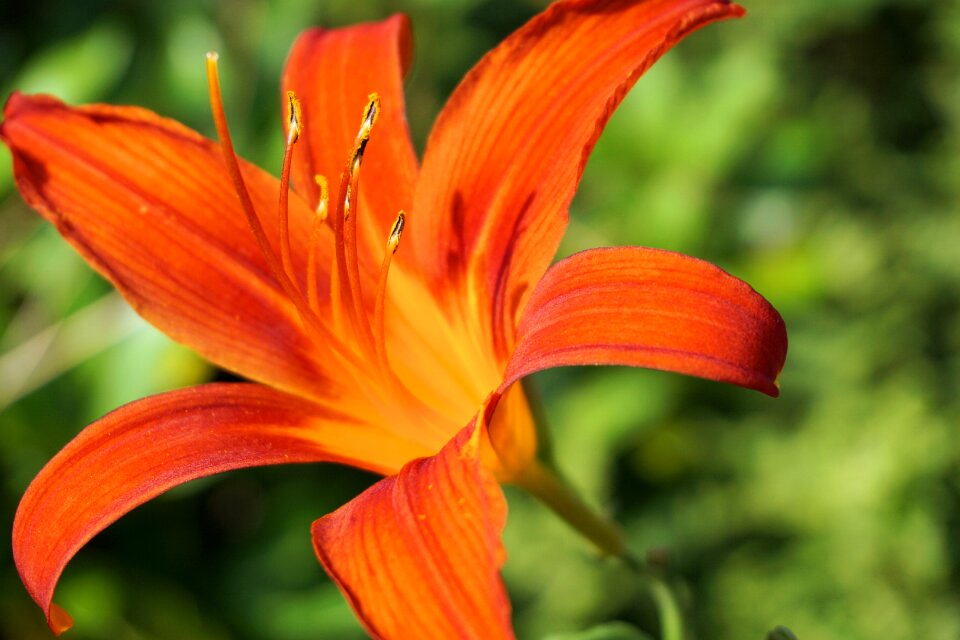 Nature plant summer
