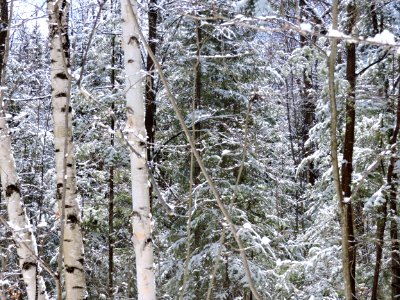 Winter, Snow, Birch photo