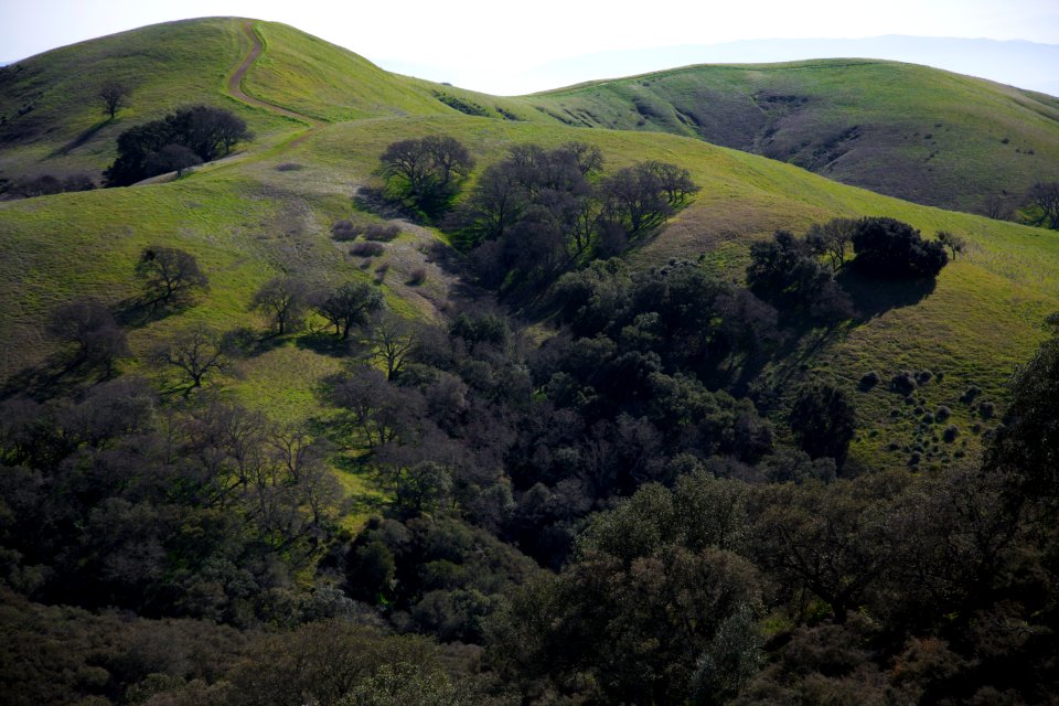 Mount diablo, United states, Pasture