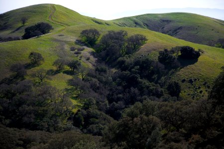 Mount diablo, United states, Pasture
