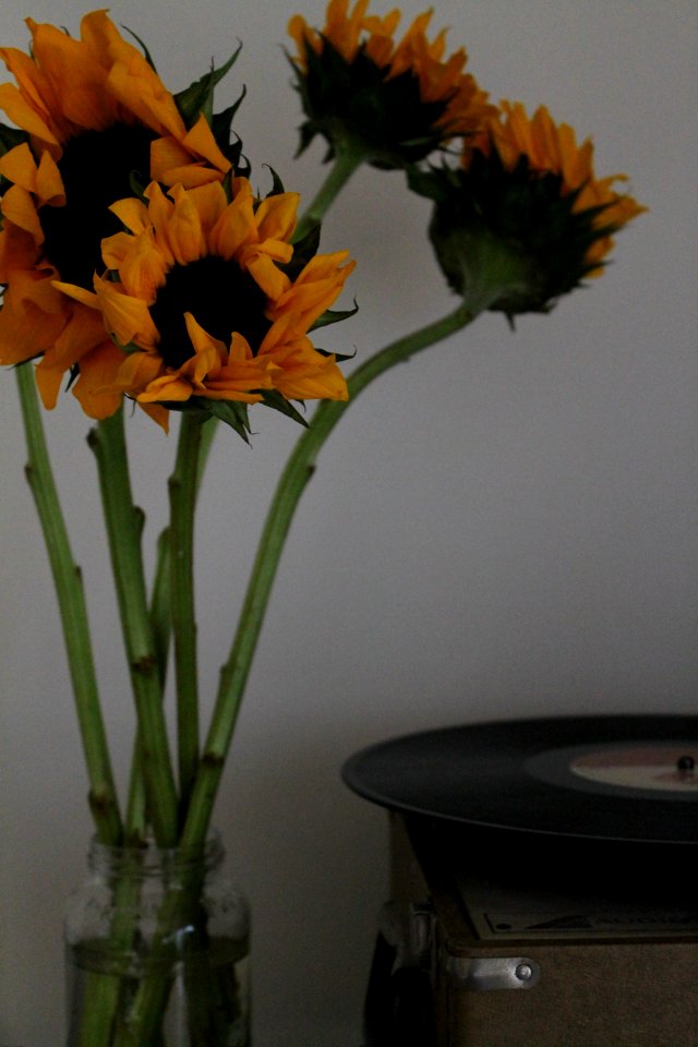 South carolina, United states, Sunflower