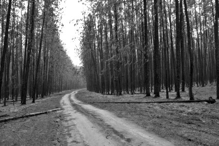 Batatais, Brazil, Forest