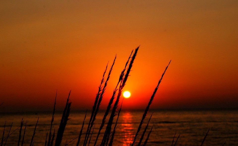 Pentwater, United states, Dune grass