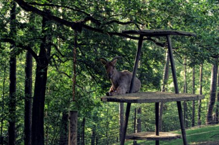Liberec, Zoologick zahrada liberec, Czech republic