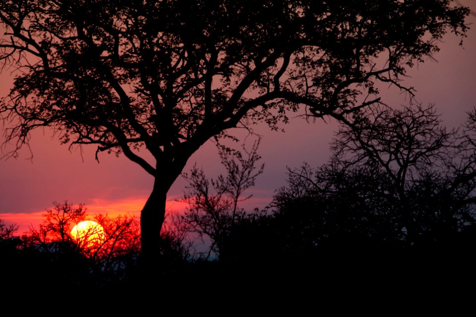South africa, Tree, Africa