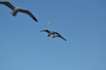 Sky, Moon, Albatross photo