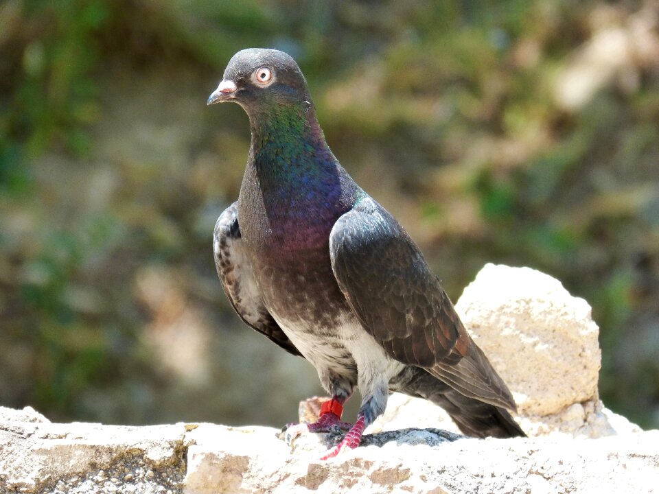 Vol catalan colom race pigeon racing photo