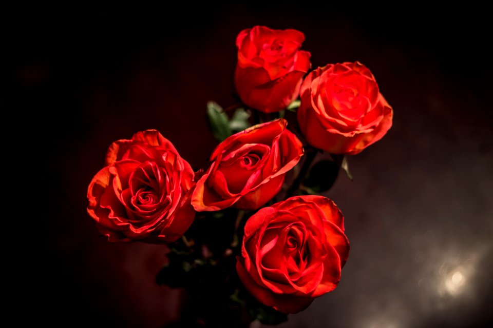 Roses, Red, Flowers