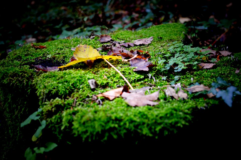 Waidhofen an der ybbs, Austria, Forest