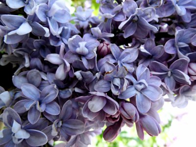 Nature, Spring, Blossom