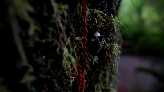 Tree, Redwoods, Mushroom