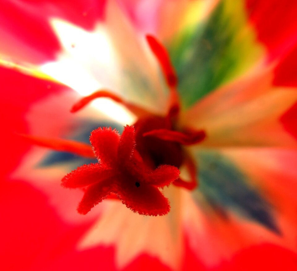 Red flower light