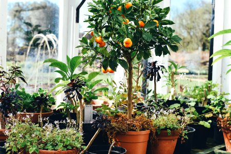 round orange fruits lot