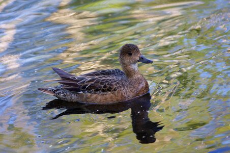 Bird river wild ducks photo