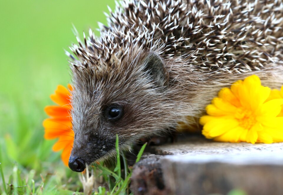 Curiosity cute garden