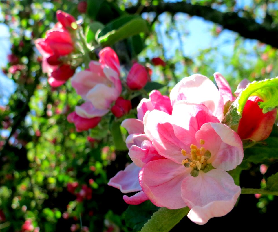Pink flowers blossom