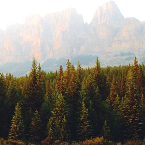 landscape photography of trees during daytime