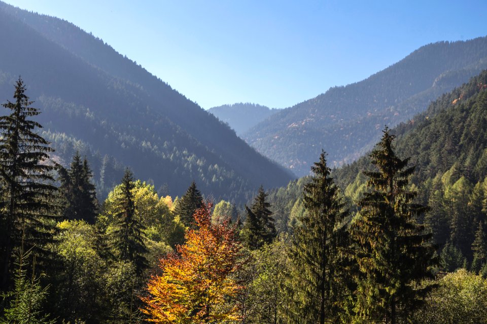 high angle view of pine trees