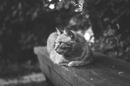 grayscale photography of cat lying on wooden rail near trees photo
