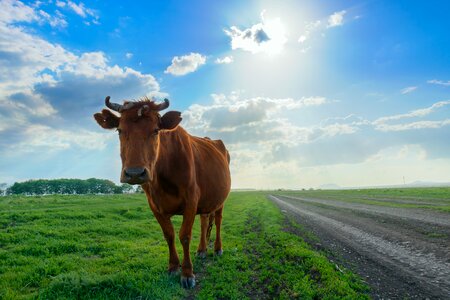 Village cattle animal