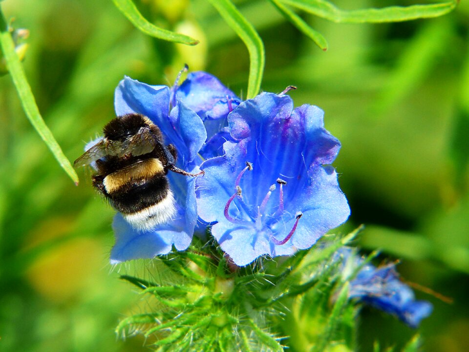 Pollen pollination insect