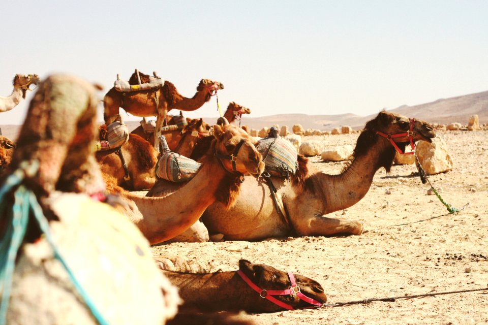 five camels on field