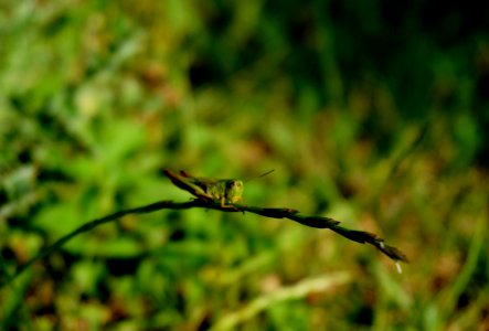 macro photo of grasshopper on leaf branch photo