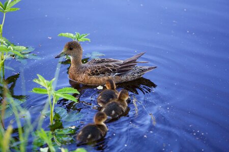 Water lake nature photo