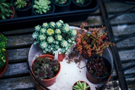 several succulent plants on white tray photo