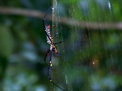 Khao lak, Thailand, Spider thail photo