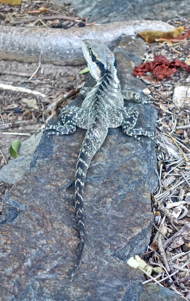 Animal tropical australia