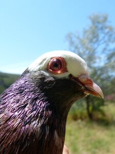 Montsant pigeon racing breeding photo