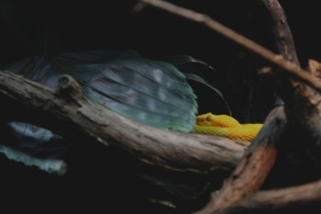 Bronx zoo, Bronx, United states