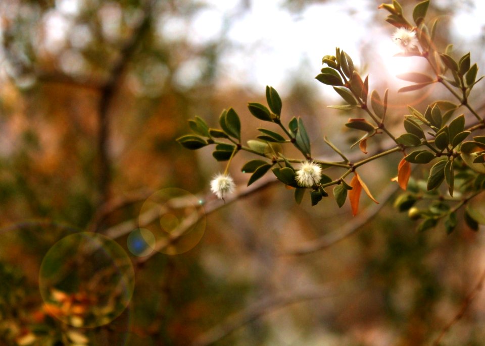 Phoenix, United states, Trees