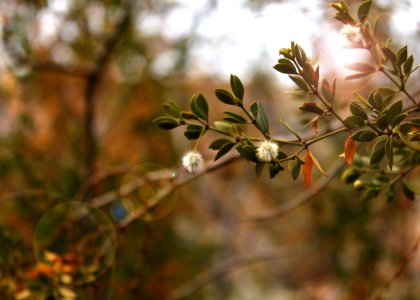 Phoenix, United states, Trees