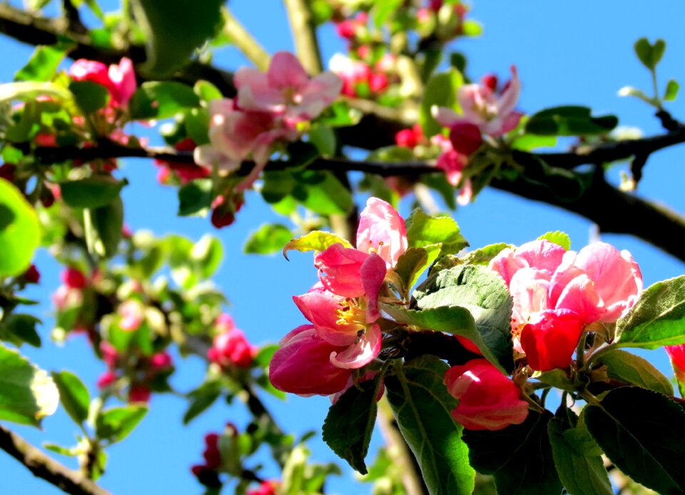 Pink flowers blossom