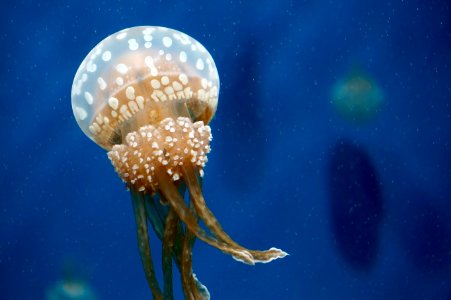 Monterey bay aquarium, Monterey, United states photo