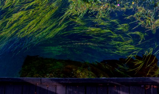 Algae, River algae, Background photo