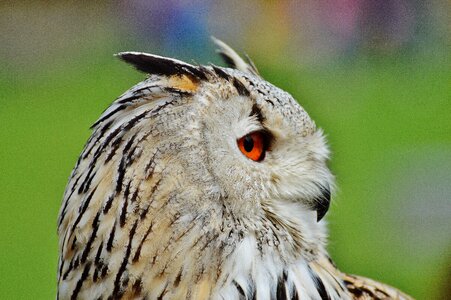 Feather eagle owl animals