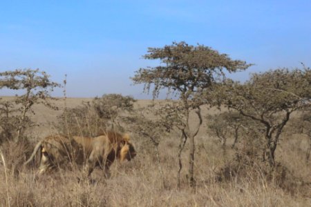 Kenya, National park, Nairobi