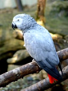 Boston, United states, Parrot