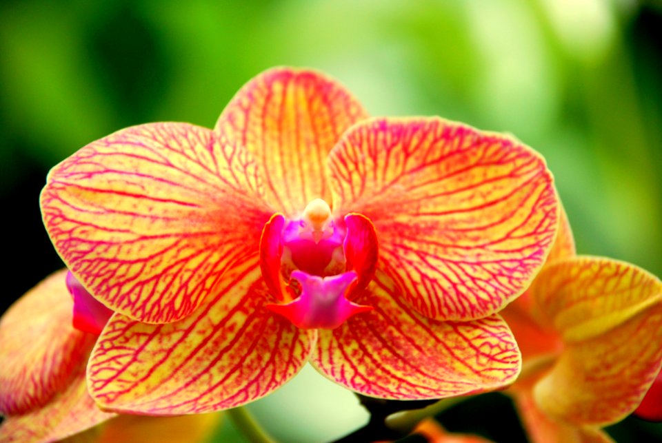 Marshall, United states, Orchid
