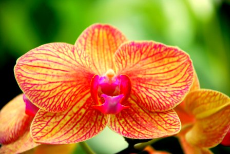 Marshall, United states, Orchid