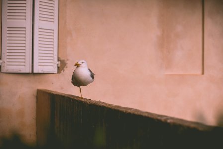 white bird perching on brown wooden fence near window photo