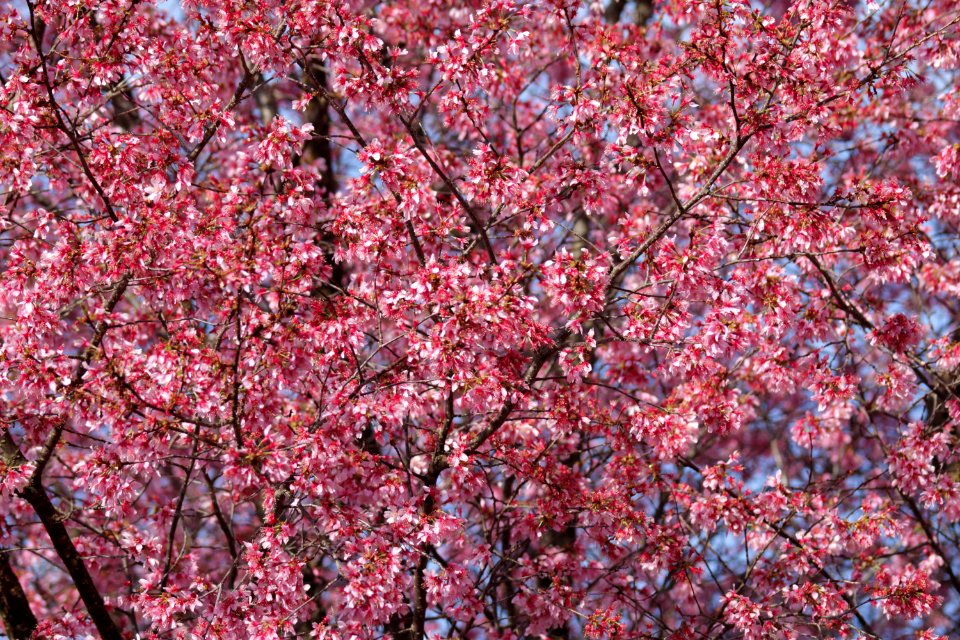 Chesapeake, United states, Tree