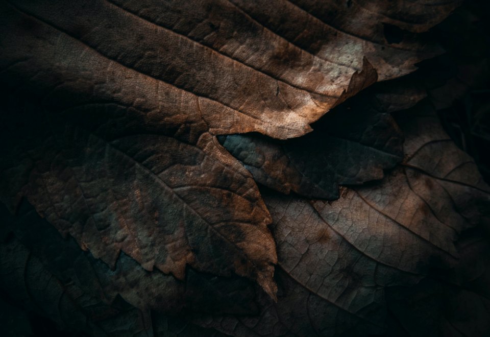 Armenia, Lori, Nature
