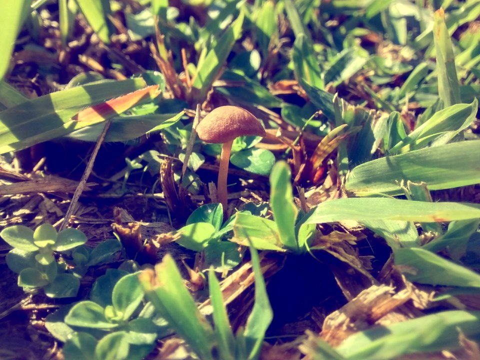 Blumenau, Brazil, Grass