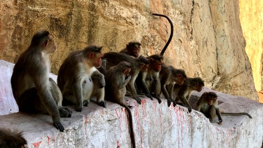 India, Hampi, Monkeys photo