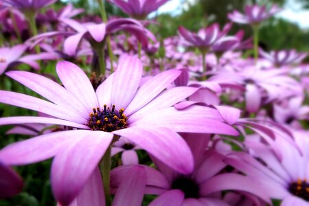 Purple garden petals photo